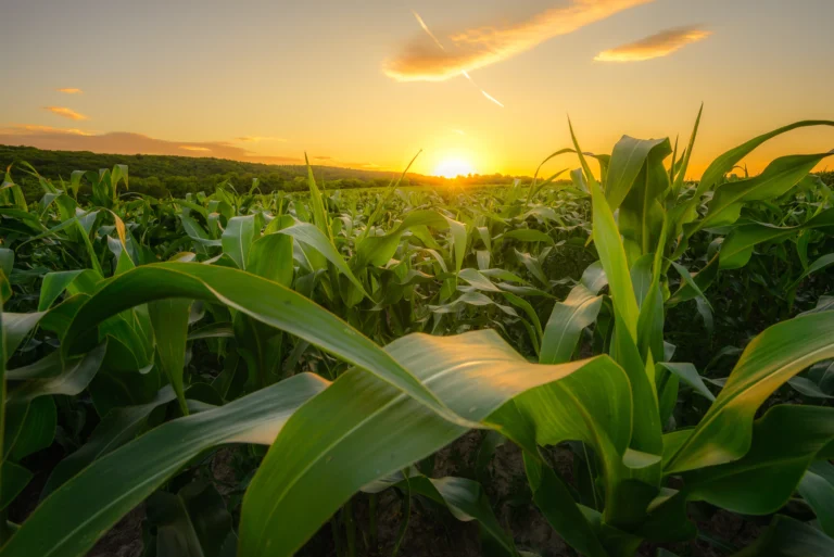 A cornfield at sunrise with green corn leaves in the foreground